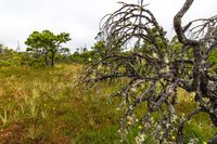 Shorepine Bog